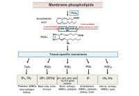 Biosynthetic pathway of prostanoids graphic